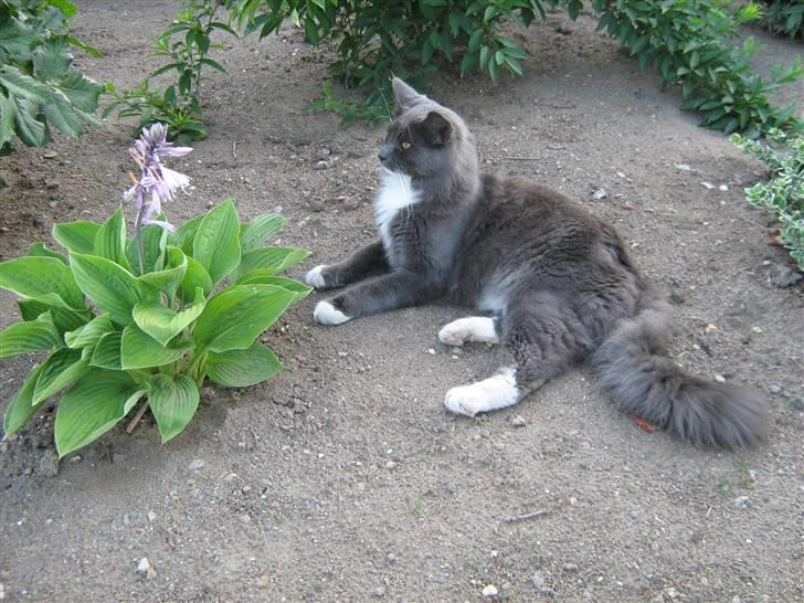 Blanding af racer  NFO/MCO Mega ( Mikkel ) - Hov hov,hvad er det nu der bevæger sig ???? billede 20