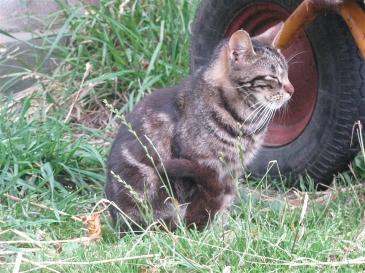 Huskat Vildmissekat billede 8