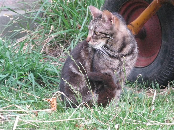 Huskat Vildmissekat billede 9