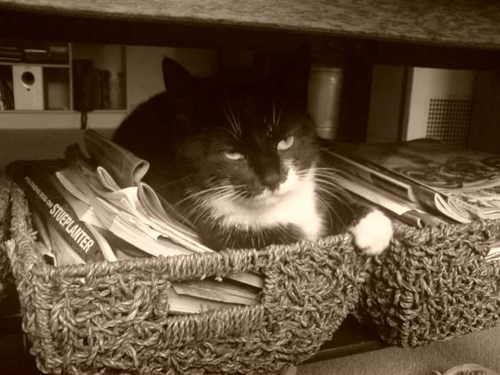 Huskat Suki-ling billede 1