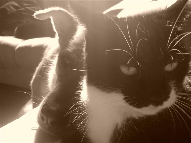 Huskat Suki-ling - Suki og hendes beste ven,hunden saga billede 2