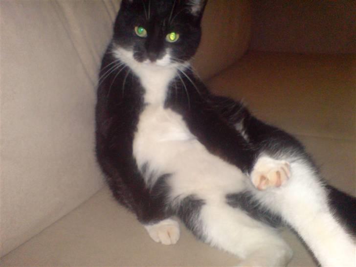 Huskat Suki-ling billede 3