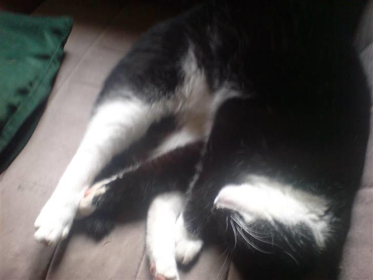 Huskat Suki-ling billede 4