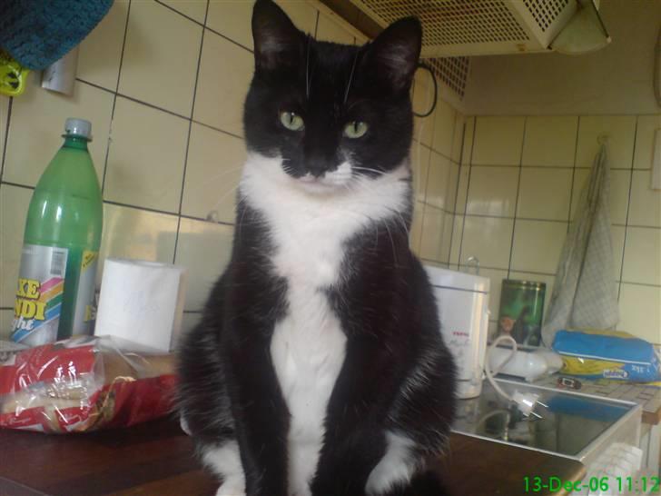 Huskat Suki-ling billede 5