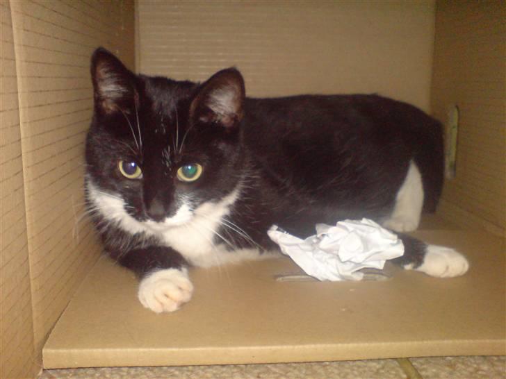 Huskat Suki-ling billede 6