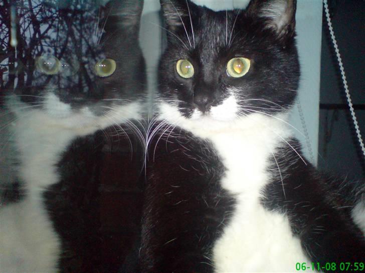 Huskat Suki-ling billede 7