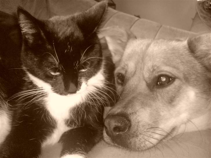 Huskat Suki-ling - Rigtige venner billede 8