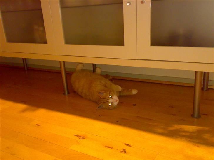 Huskat Alfred *BORTGIVET* - Jeg er ikke farlig, trods de lysende øjne billede 7