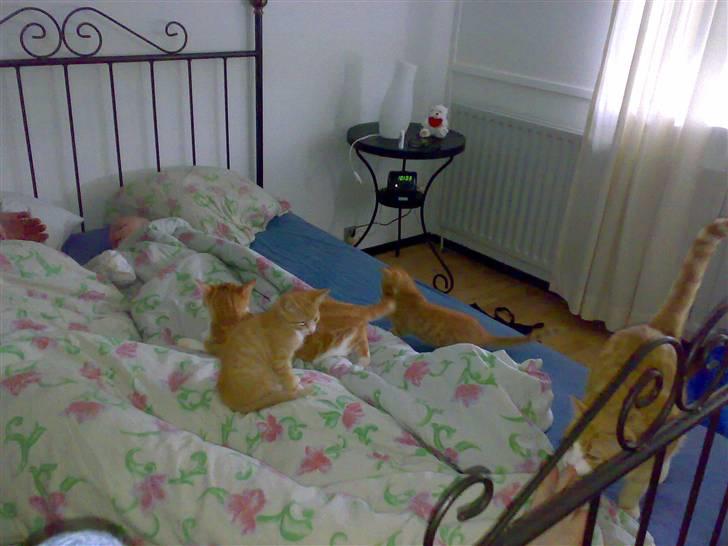 Huskat Alfred *BORTGIVET* - Kuk, kuk jeg står helt ovre til højre og nusser fars tæer... Uhhhh hvor jeg dog bare elsker hans fusser altså. billede 8