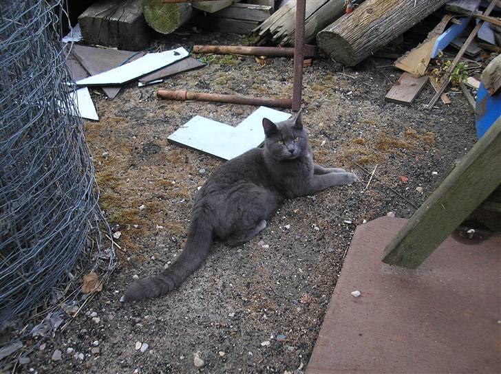 Huskat Lucky - Det er sjovt at være ude.... skal jo holde øje med søster billede 18