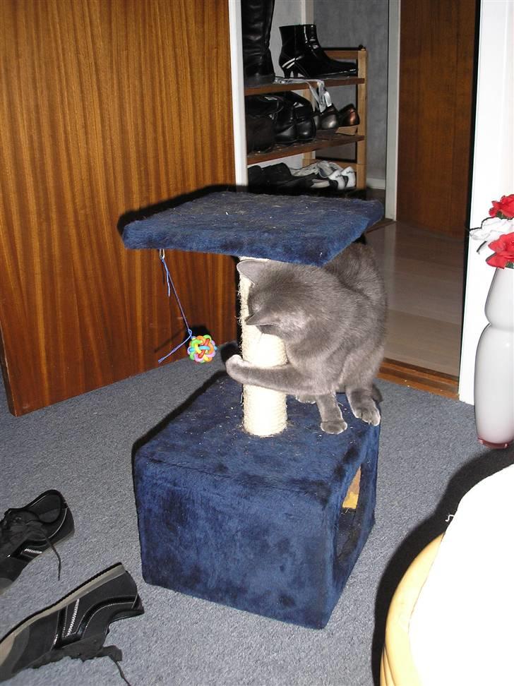 Huskat Lucky - Jeg er lige gået i barndom efter jeg har fået en lille søster billede 19