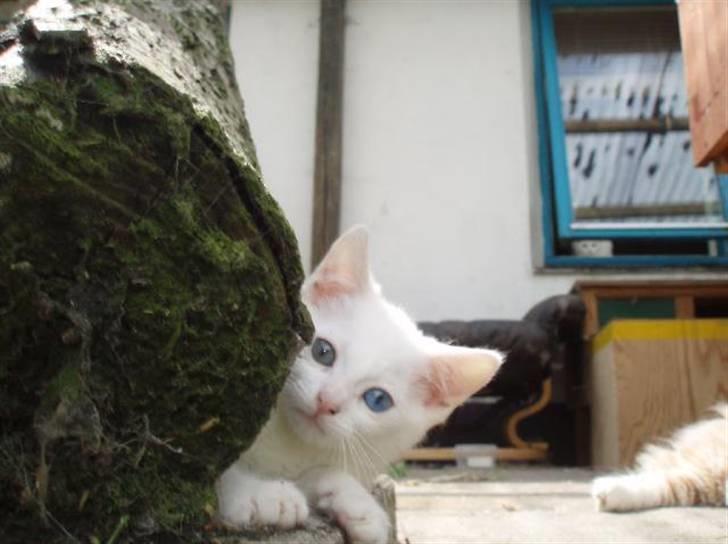 Huskat Sputnik - Hallo... Er der nogen billede 1