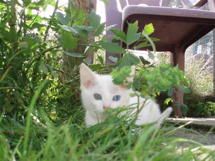 Huskat Sputnik billede 2