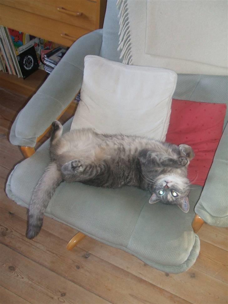 Huskat Fede Frida fra Fyn billede 1