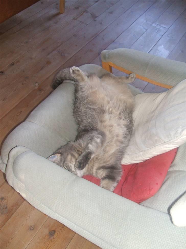 Huskat Fede Frida fra Fyn billede 2