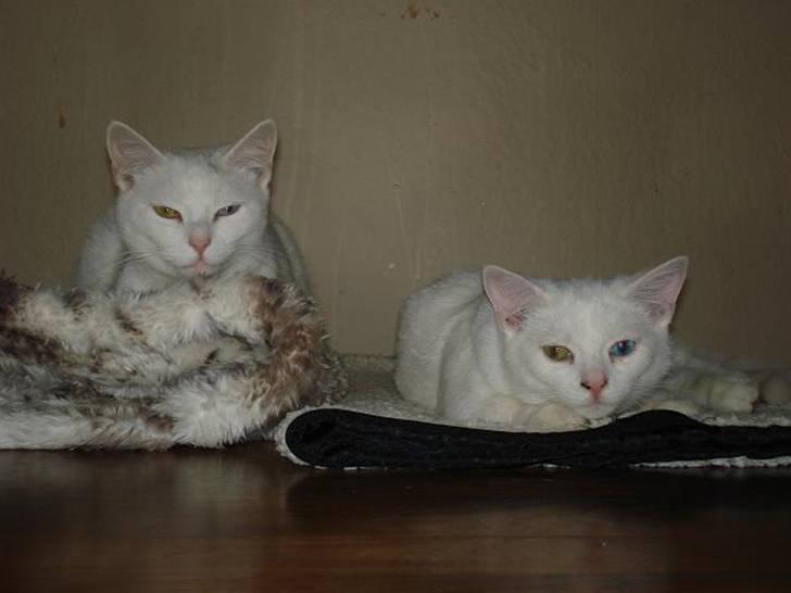 Huskat Sputnik - Sputnik til højre billede 3