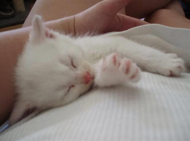 Huskat Sputnik - En træt lille mis billede 4