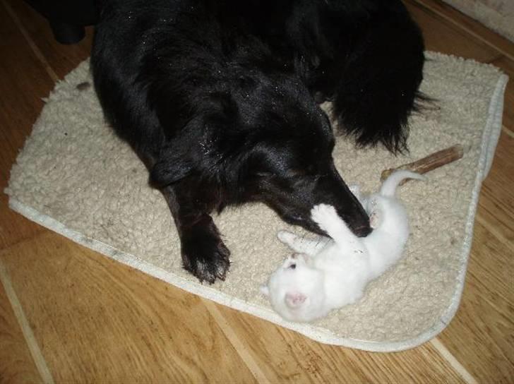 Huskat Sputnik - Nu skal jeg give en dumme hund nogle bøllebank.. billede 5