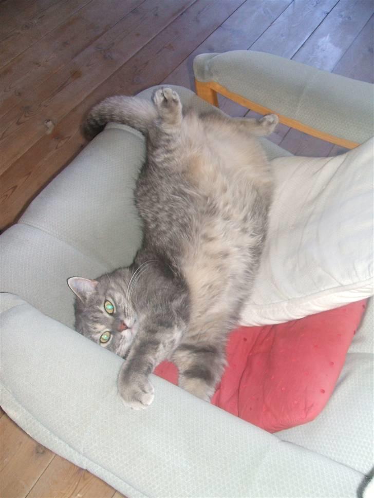 Huskat Fede Frida fra Fyn billede 3