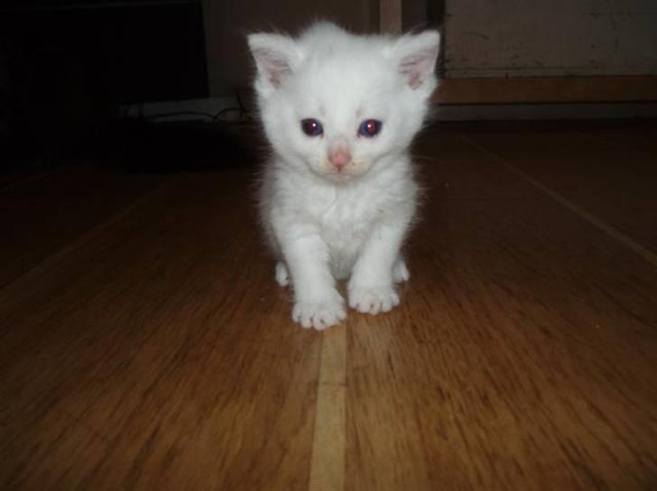 Huskat Sputnik - Sputnik da hun var ca. 5 uger.. billede 6