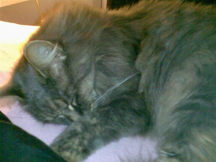 Maine Coon Lucky *DØD* - Vi lå og puttede i sengen <3 billede 8