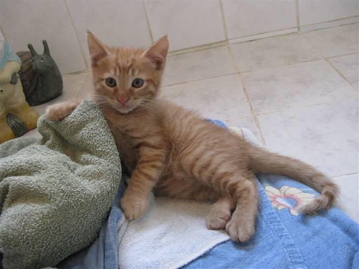 Huskat Bims  - Velkommen til Bims´ profil!!!                         Her har den lille bøllemis væltet håndklæderne ned og lagt sig på dem!! Hihi´ billede 1