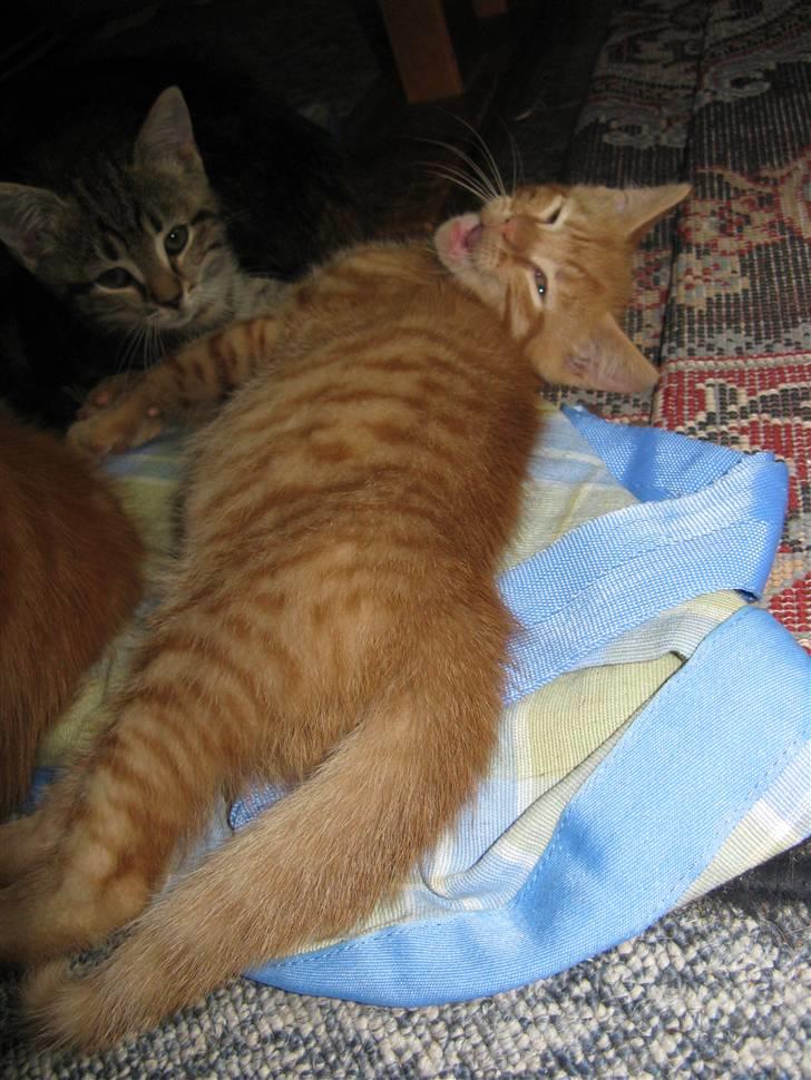 Huskat Bims  billede 2