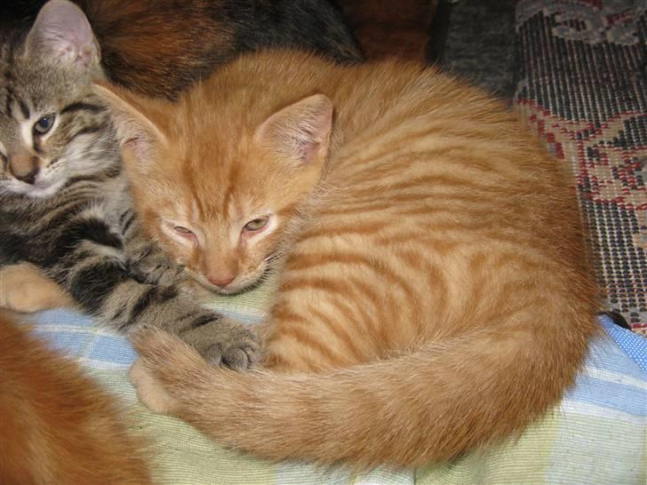 Huskat Bims  billede 3