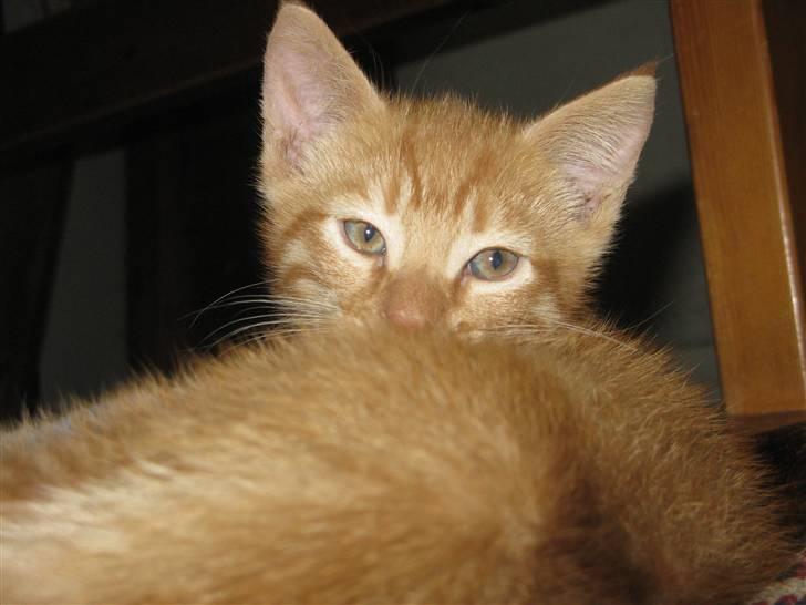 Huskat Bims  billede 4