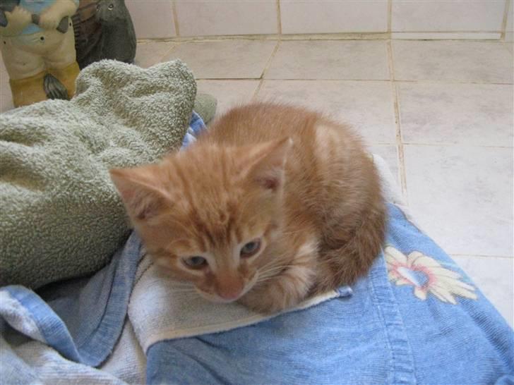 Huskat Bims  billede 5