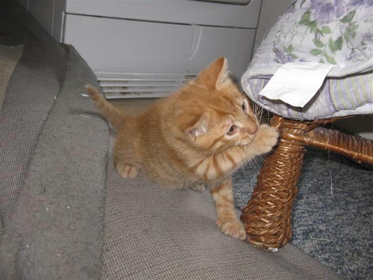 Huskat Bims  billede 6