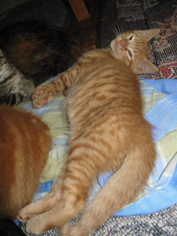 Huskat Bims  billede 7