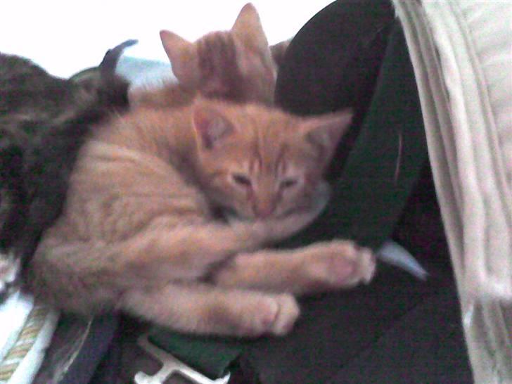 Huskat Bims  billede 8