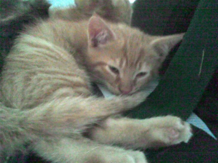 Huskat Bims  billede 9