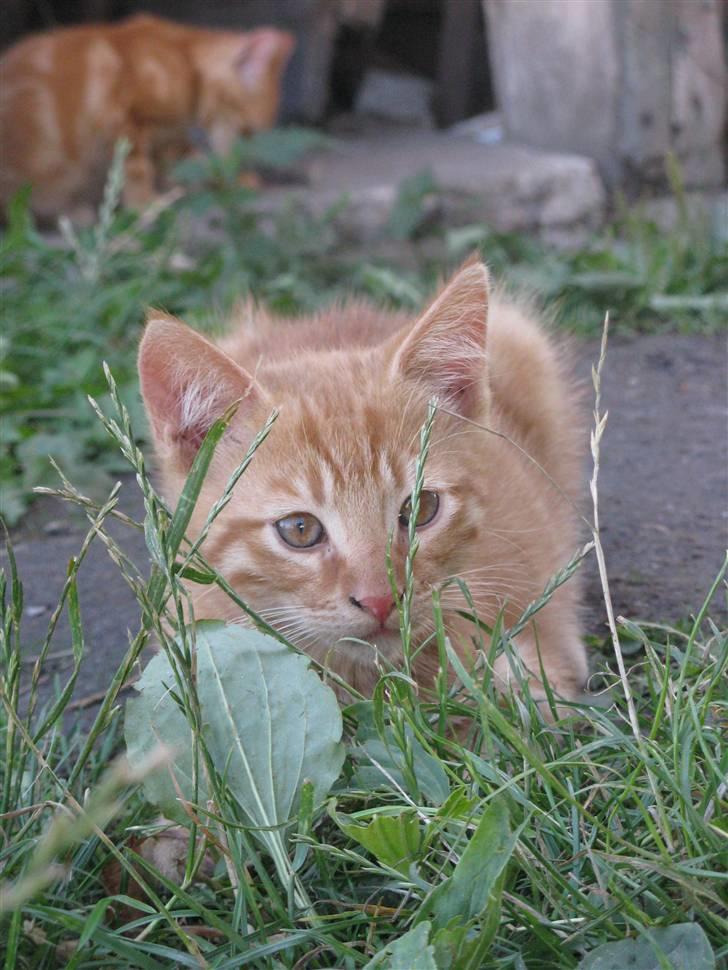 Huskat Bims  billede 10