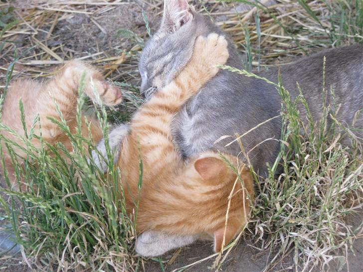 Huskat Bims  billede 11