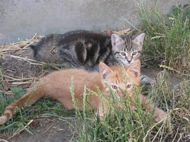 Huskat Bims  billede 12