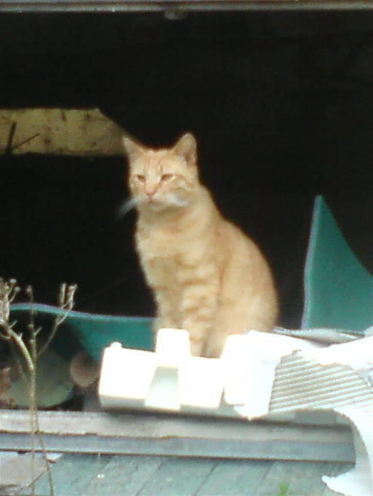 Huskat Bims  - Han er blevet så stor og fin!:D billede 13