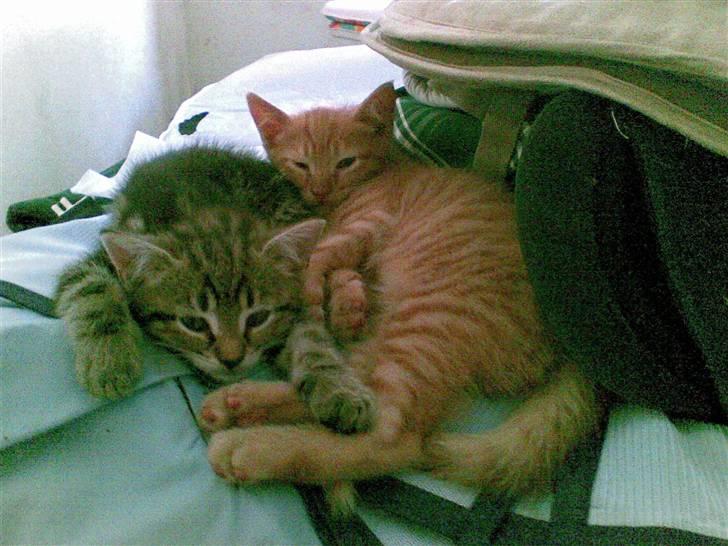 Huskat Bims  billede 14