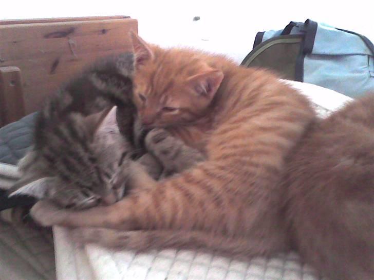 Huskat Bims  billede 15