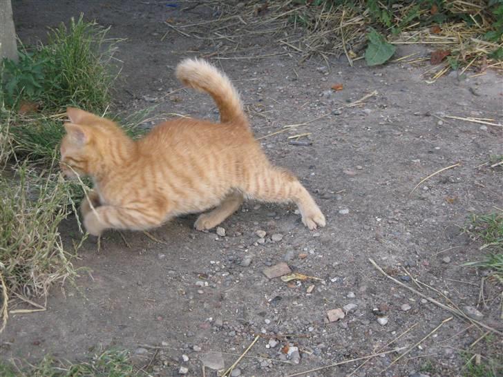 Huskat Bims  billede 16