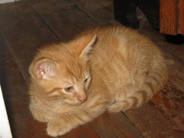 Huskat Bims  billede 18