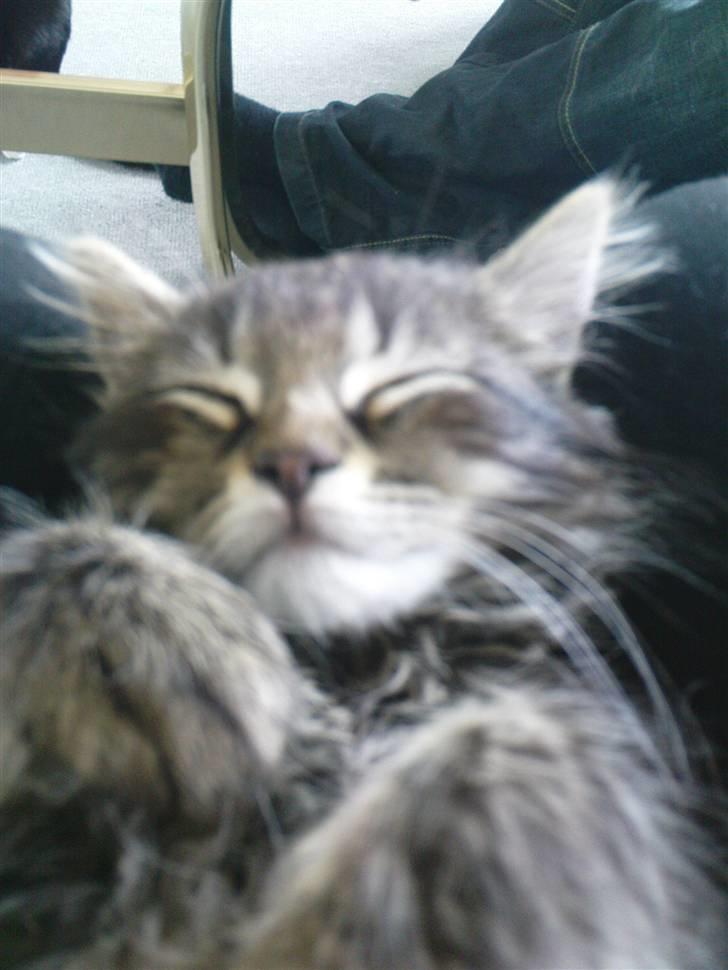 Norsk Skovkat Skipper - Han sover... billede 8