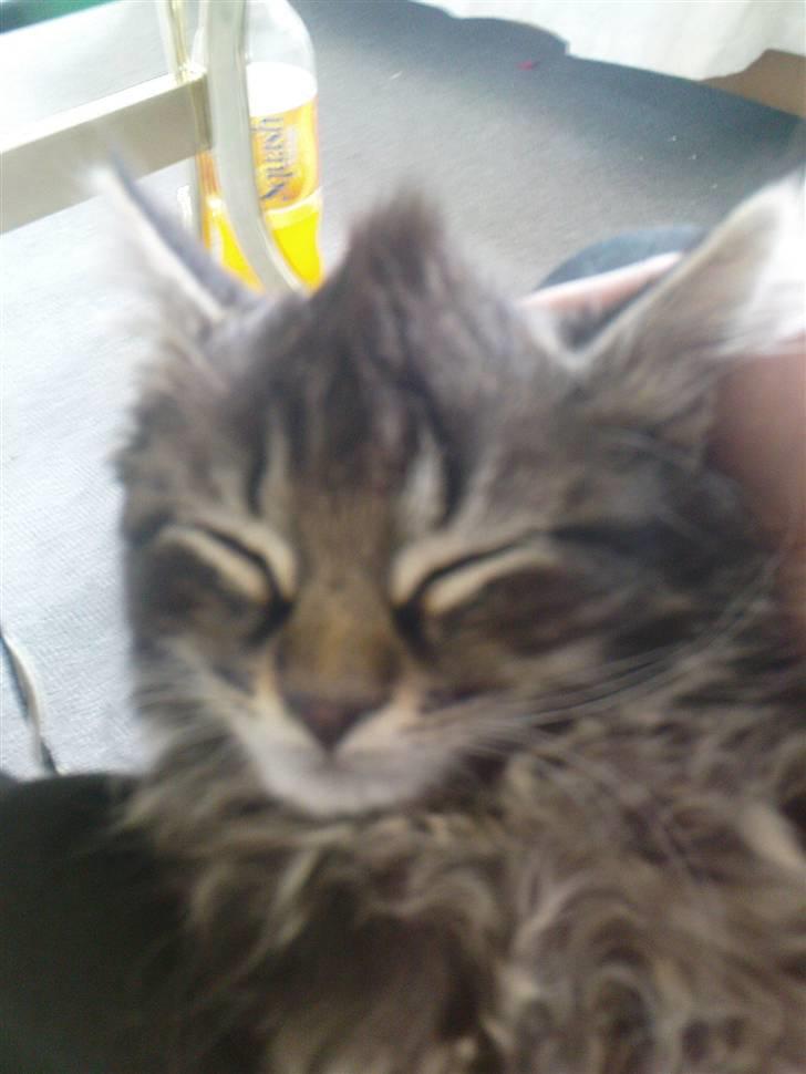 Norsk Skovkat Skipper - Hanekam...:oP billede 9