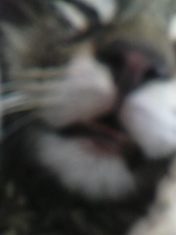 Norsk Skovkat Skipper - Bamse.. billede 10