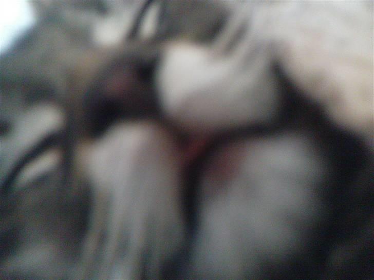 Norsk Skovkat Skipper - Nååhh billede 11