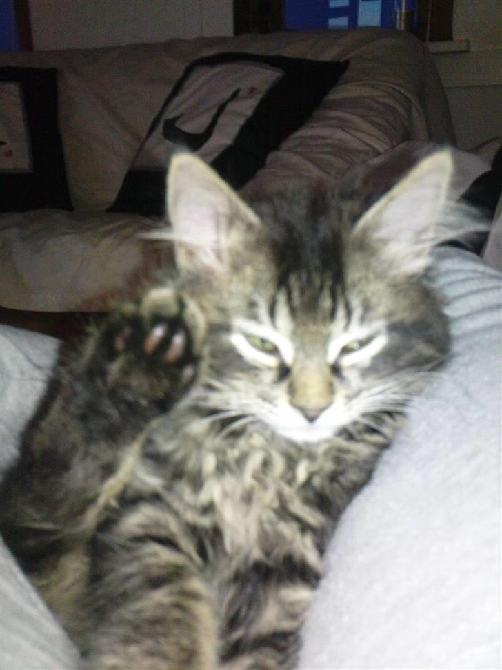 Norsk Skovkat Skipper - Hej hej billede 12