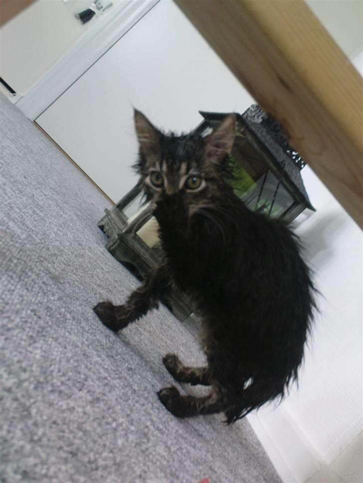 Norsk Skovkat Skipper - Gå væk NU!! billede 13