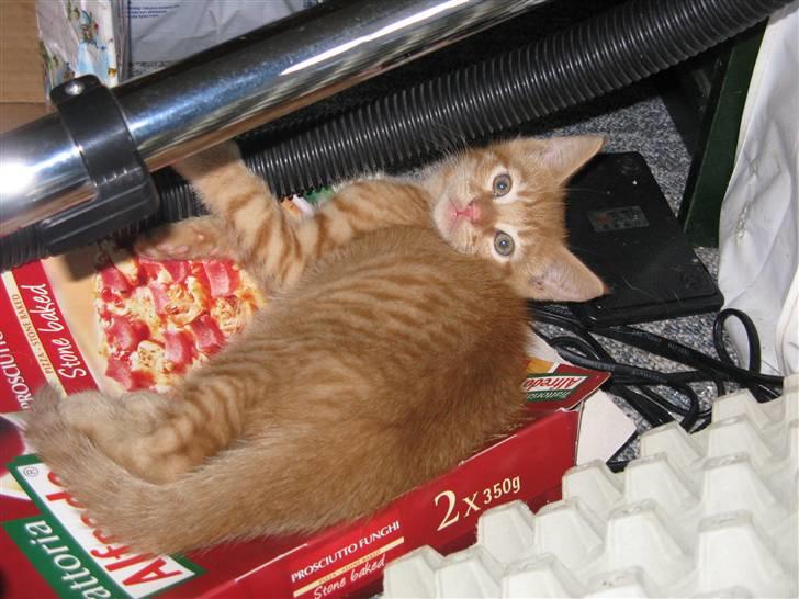 Huskat Bims  billede 19