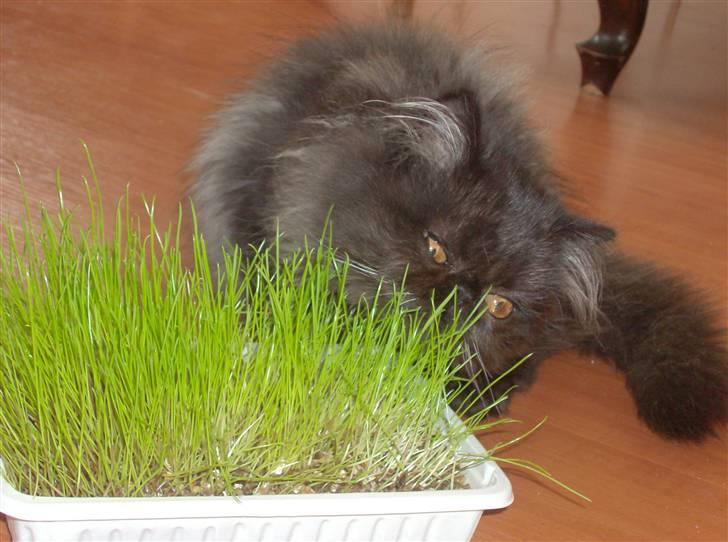 Perser Brumle billede 5